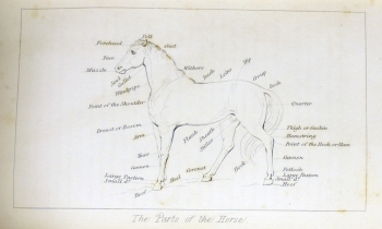 The parts of the horse.
