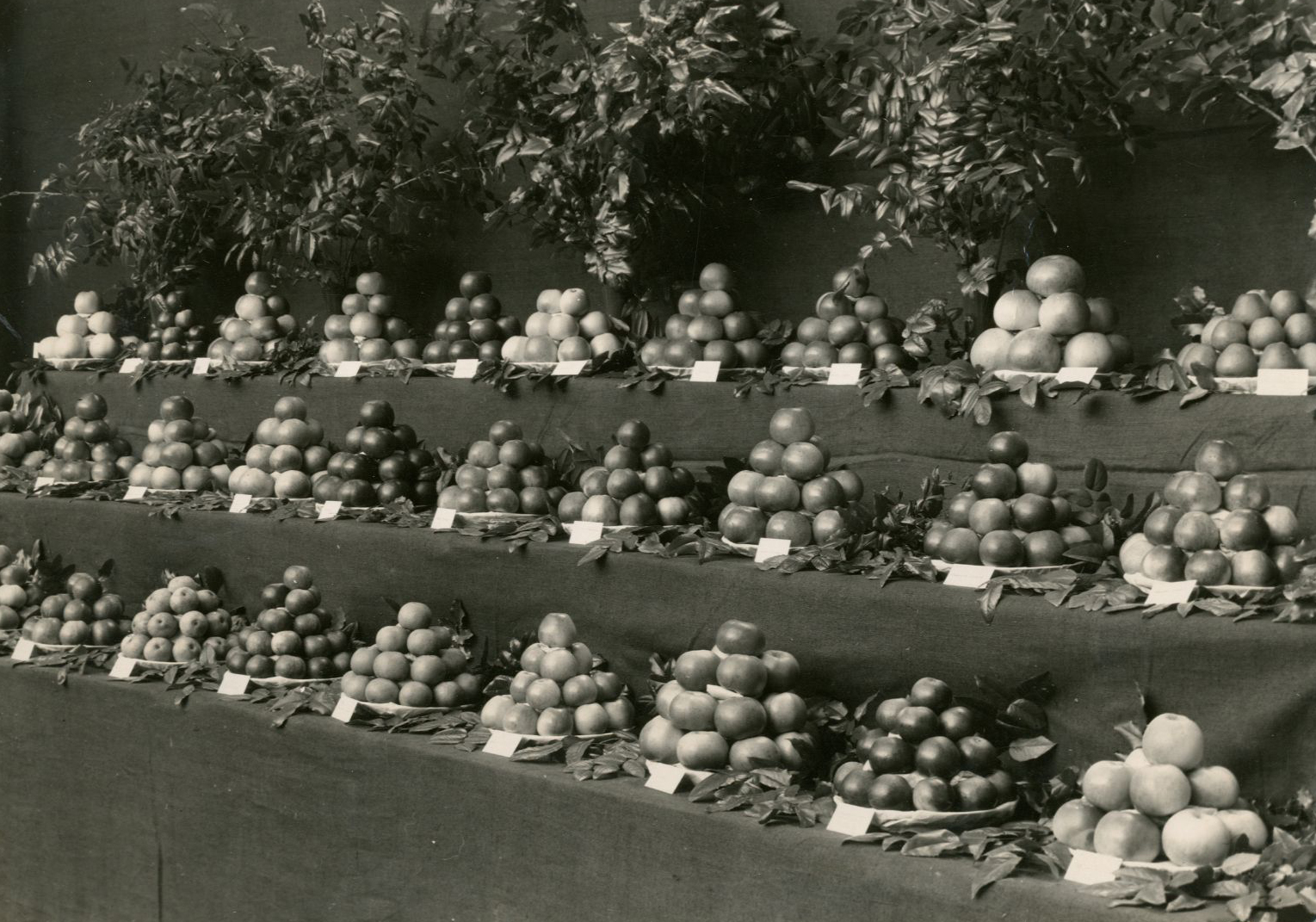 Prize-winning apples, 1959, An exhibit of 27 varieties of apples