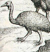 A cassowary from a 1611 book about Dutch exploration and trade