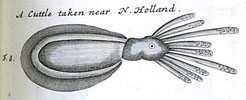 A cuttle fish from 'A voyage to New Holland' by William Dampier, published in 1703