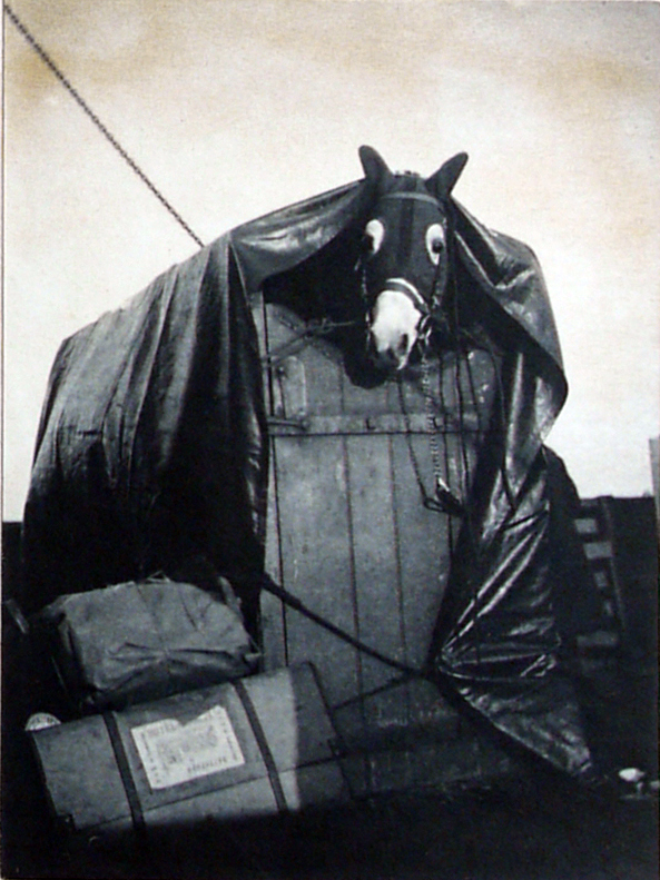 Horse on Steamer going to Boulogne, 23 December 1892 (Album 5/30/5)