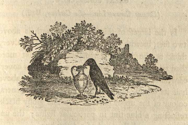 Illustration from Bewick's 'Birds'
