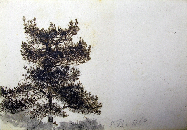Pen and ink sketch of a fir tree