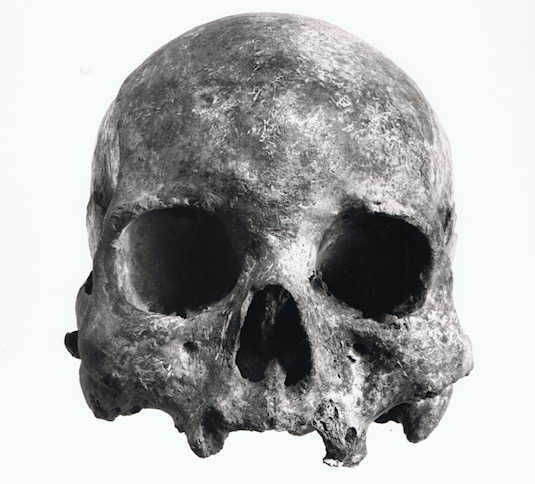 Skull from Lund's collection