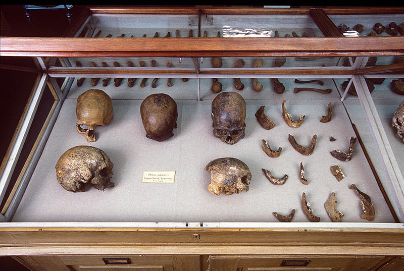 Skulls from Lund's collection
