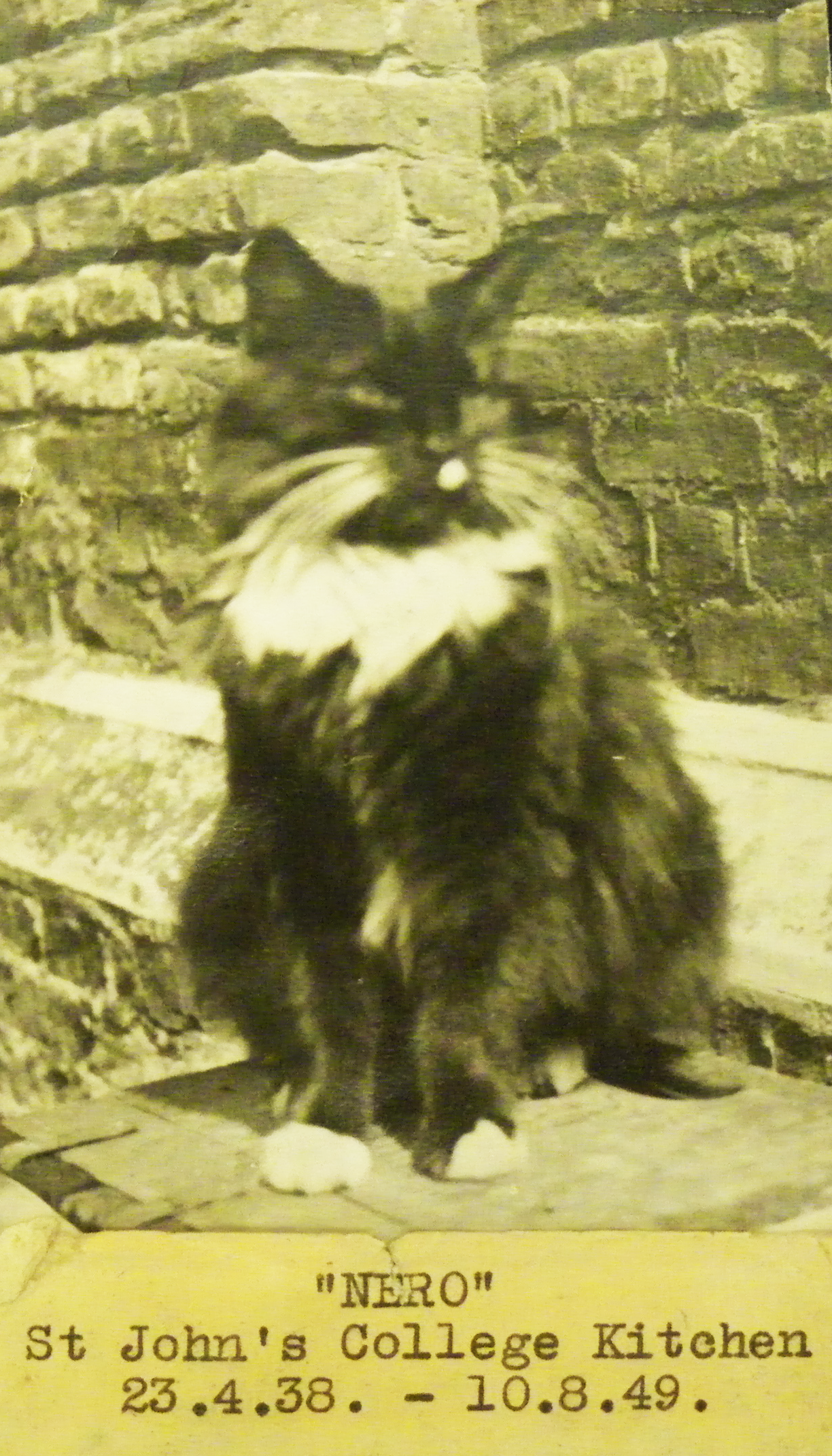 Nero, 1938 to 1949. A black and white photograph of a black and white cat.