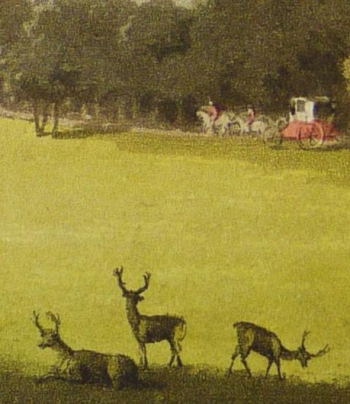 Deer at Wentworth Woodhouse park