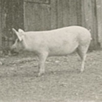 Farm yard and livestock, Skeffling, Humber bank (East Yorkshire) 