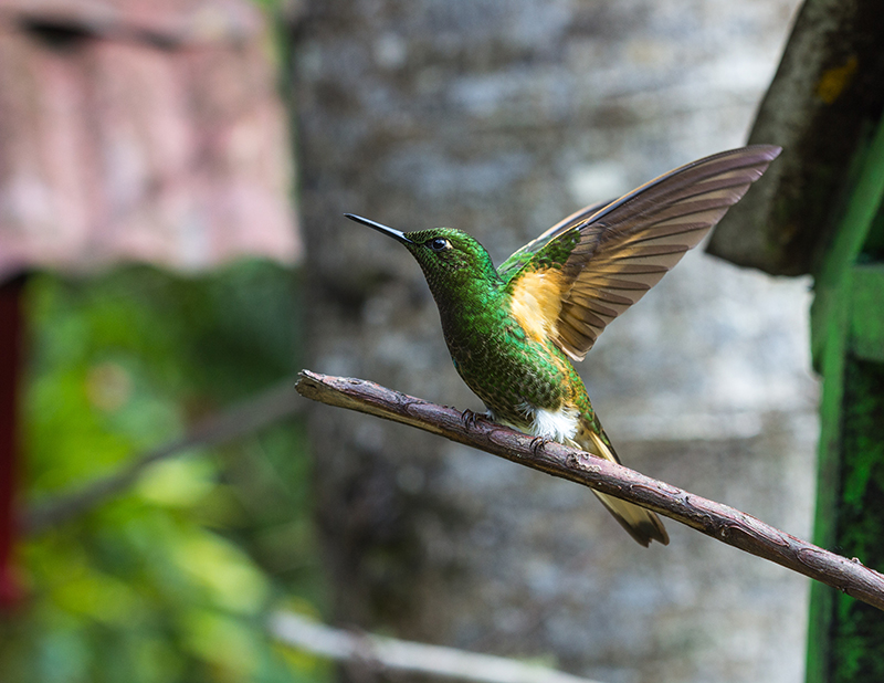 A hummingbird