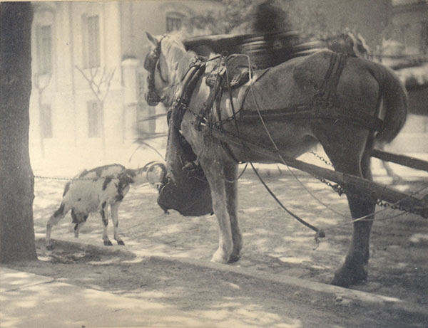 Goat stealing horse's food