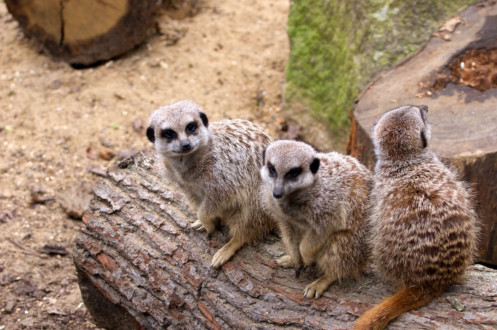 Meerkats