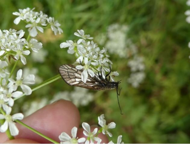 An alderfly photographed 