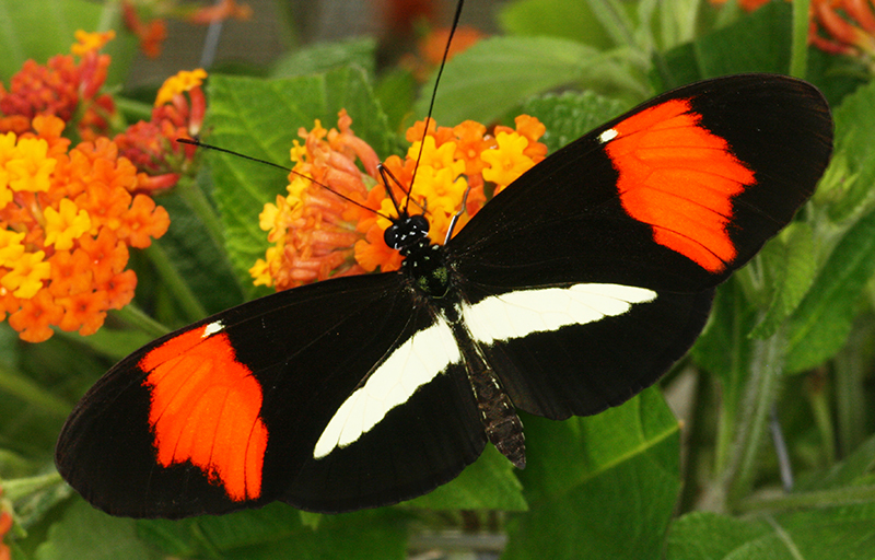 Heliconius melpomene amaryllis