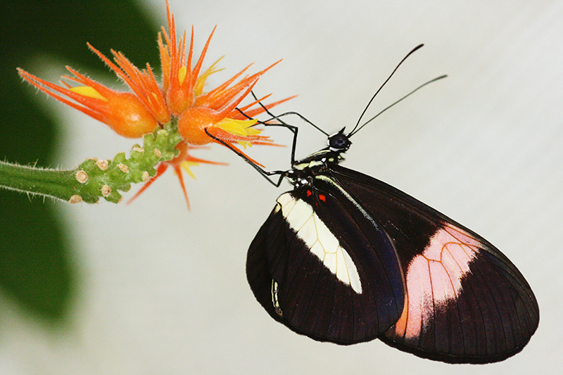 Butterfly feeding on a flower