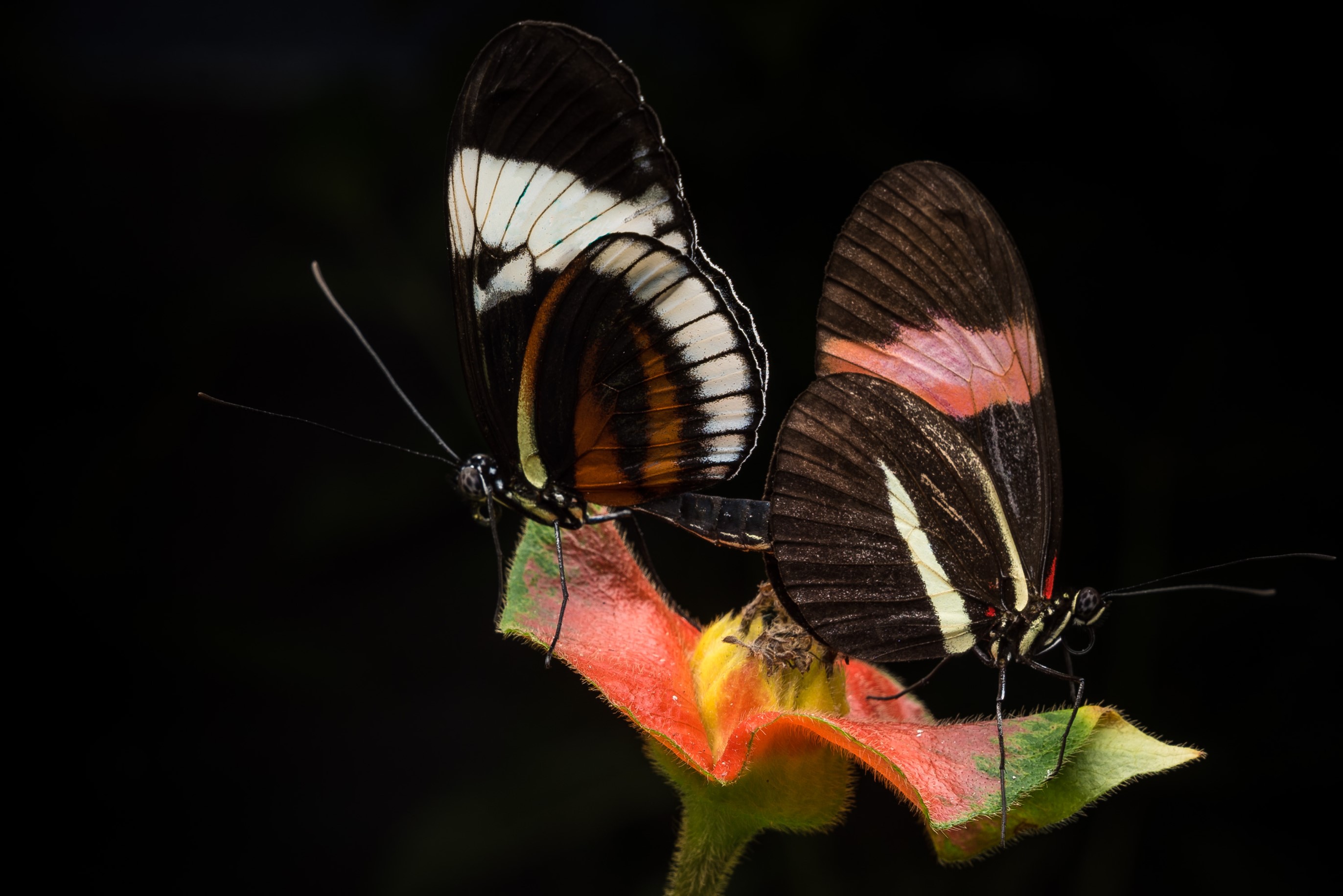 Butterflies mating in captivity