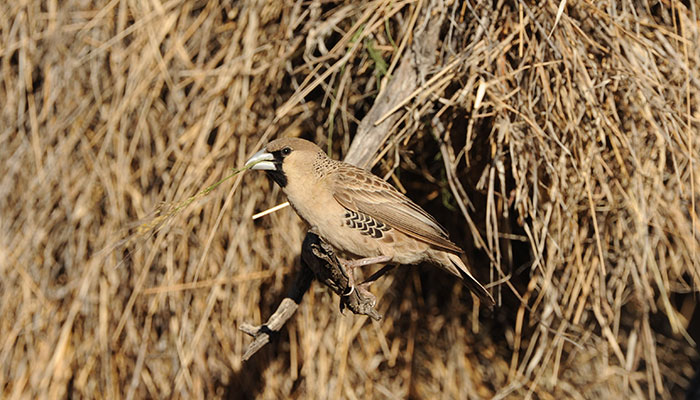 Bird at nest