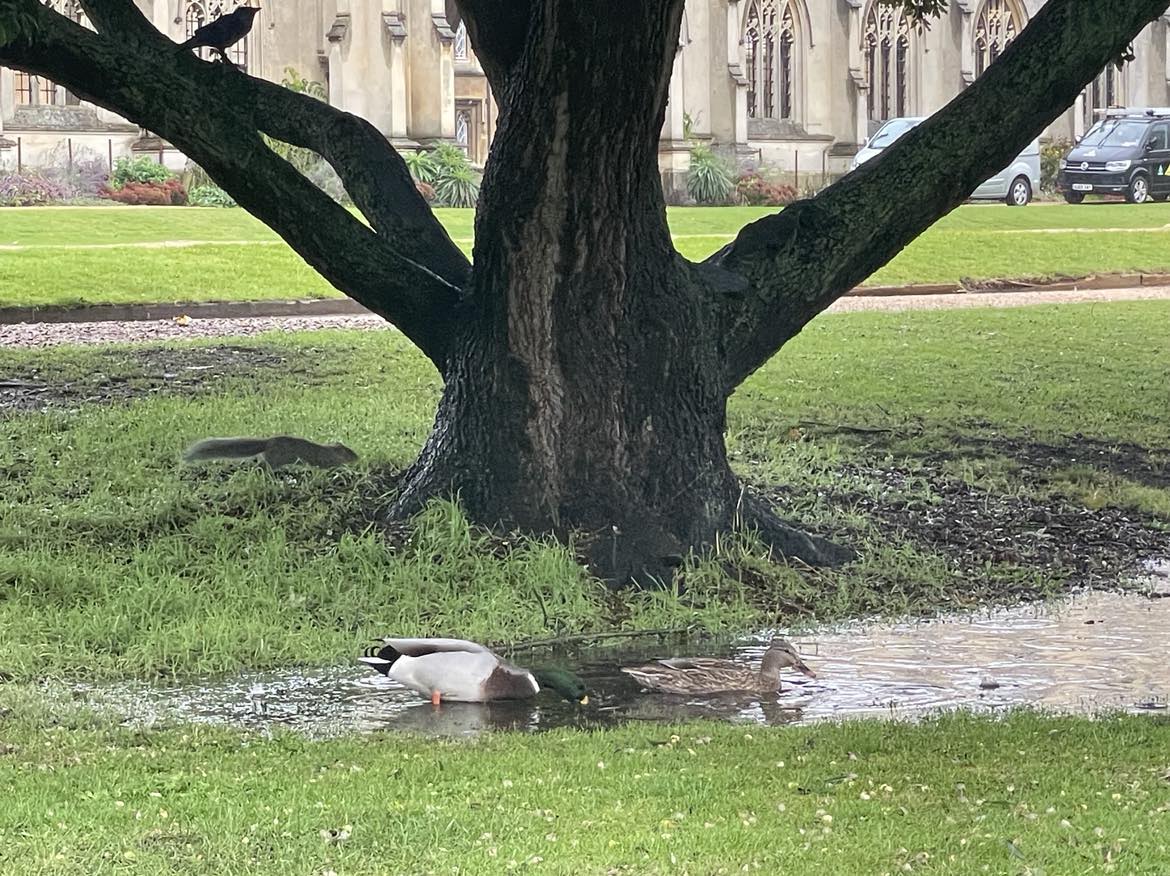 Ducks squirrel crow by tree with puddle