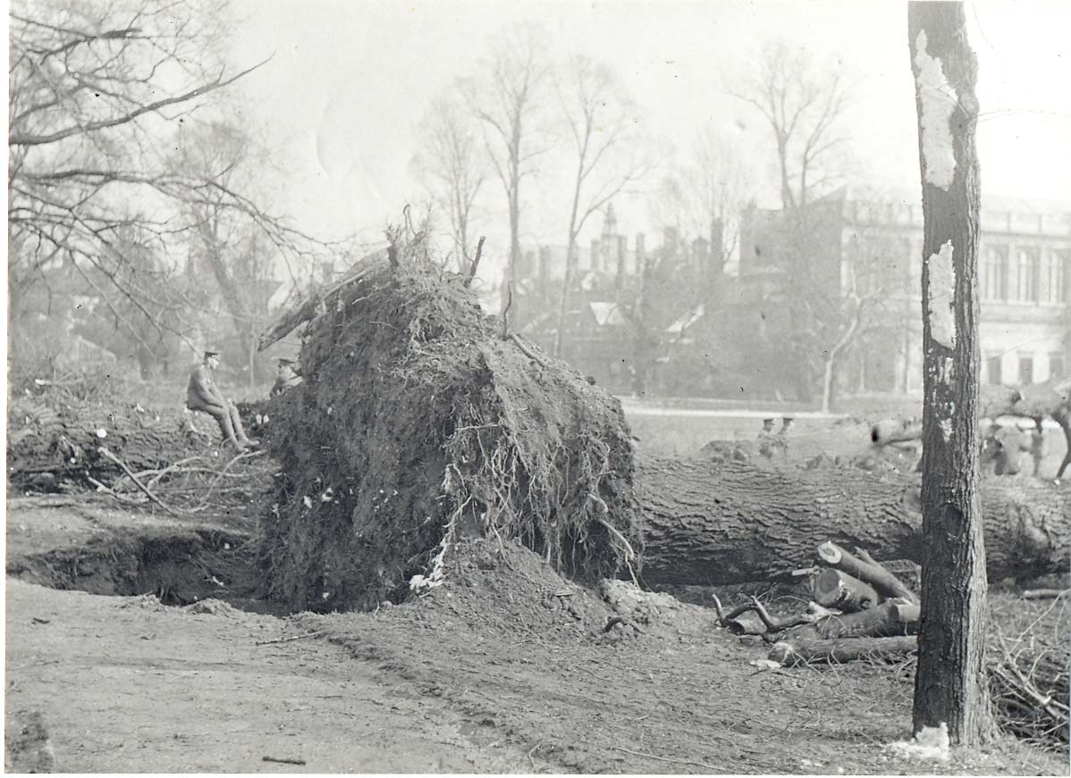 Archive photo of fallen tree in 1916