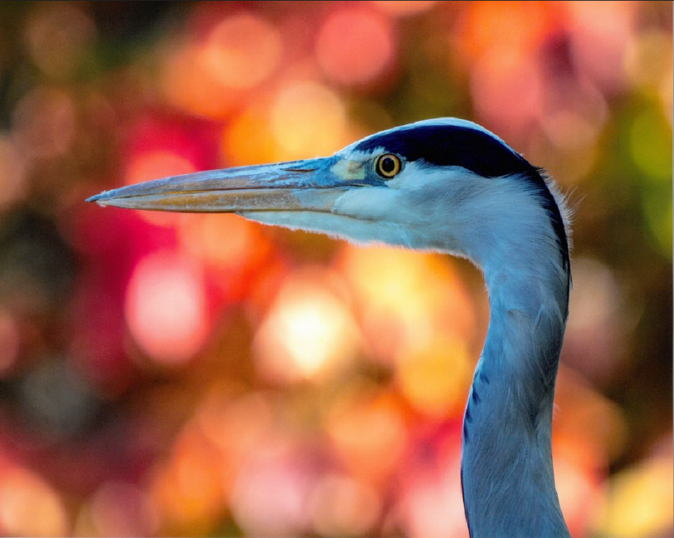 heron photo