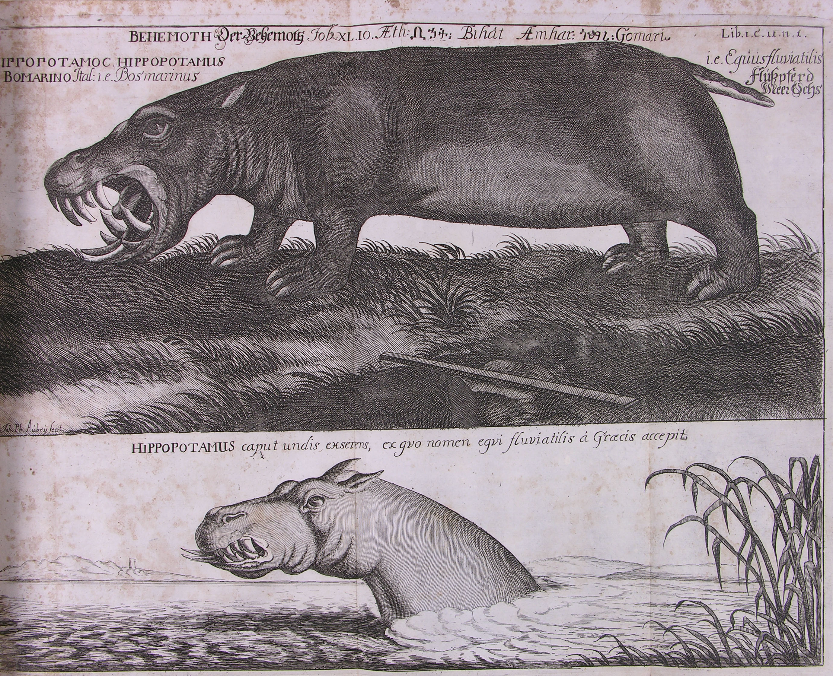 Wild World: Visual Representation of Animals in Manuscripts and Early  Printed Books | St John's College, University of Cambridge