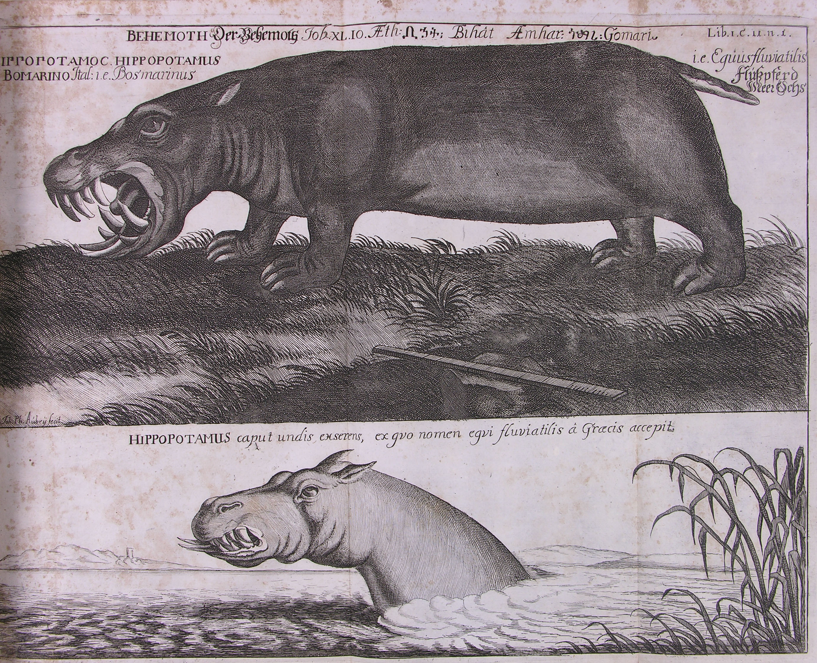 An early book illustration showing a hippo.