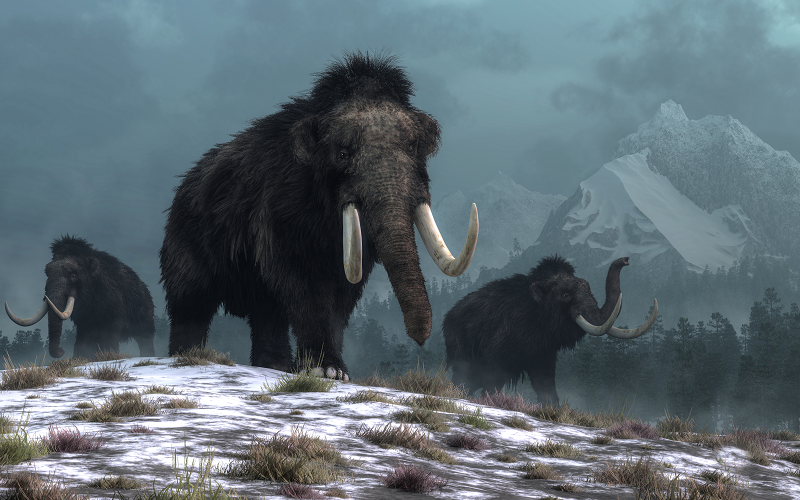 A trio of woolly mammoths trudges over snow covered hills.