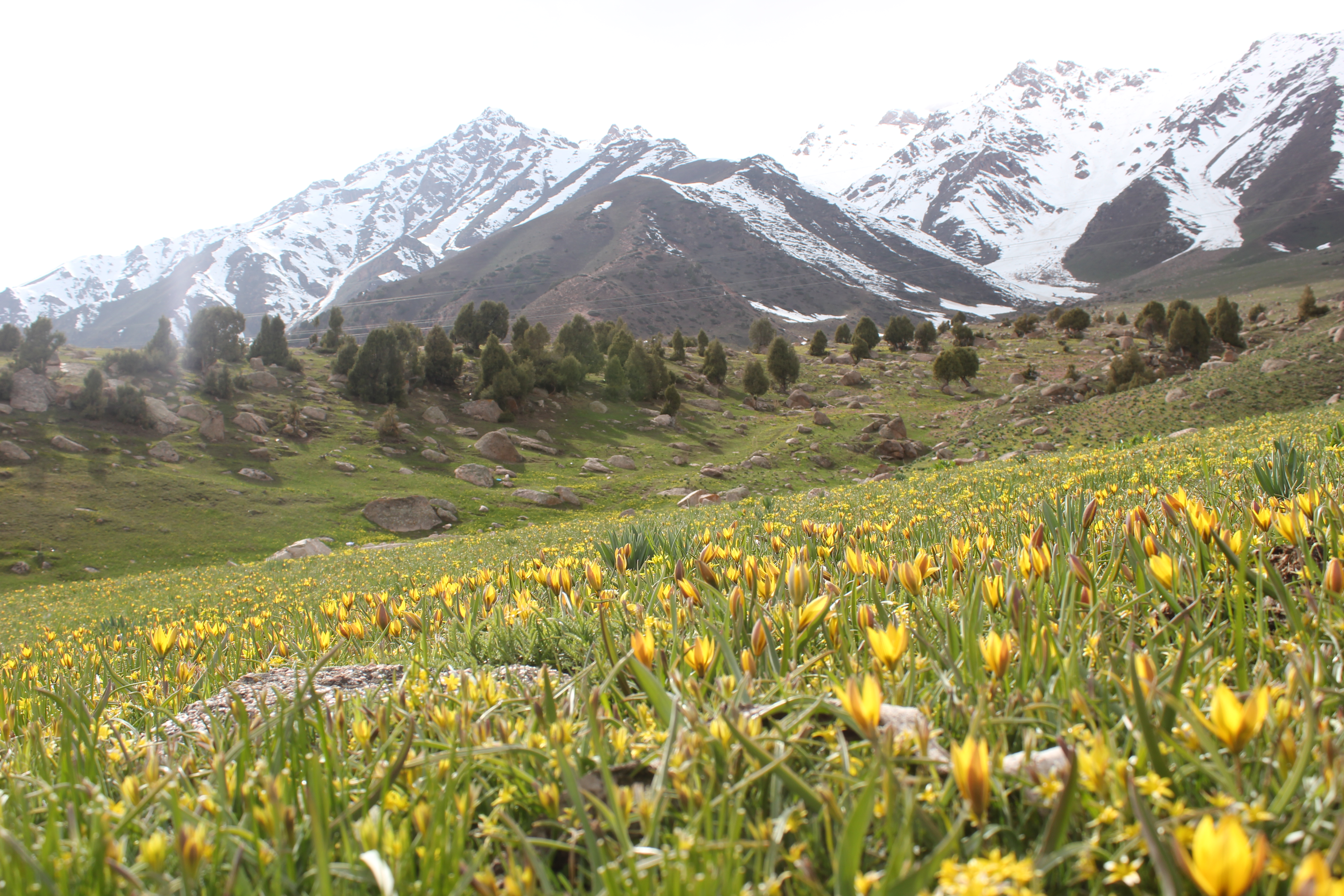 Wild yellow tulips