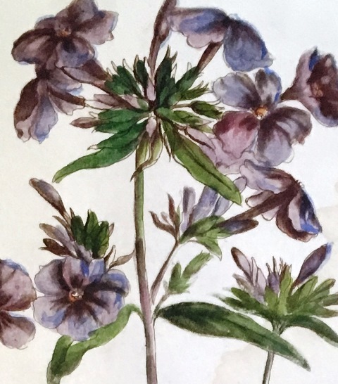 Botanical illustration