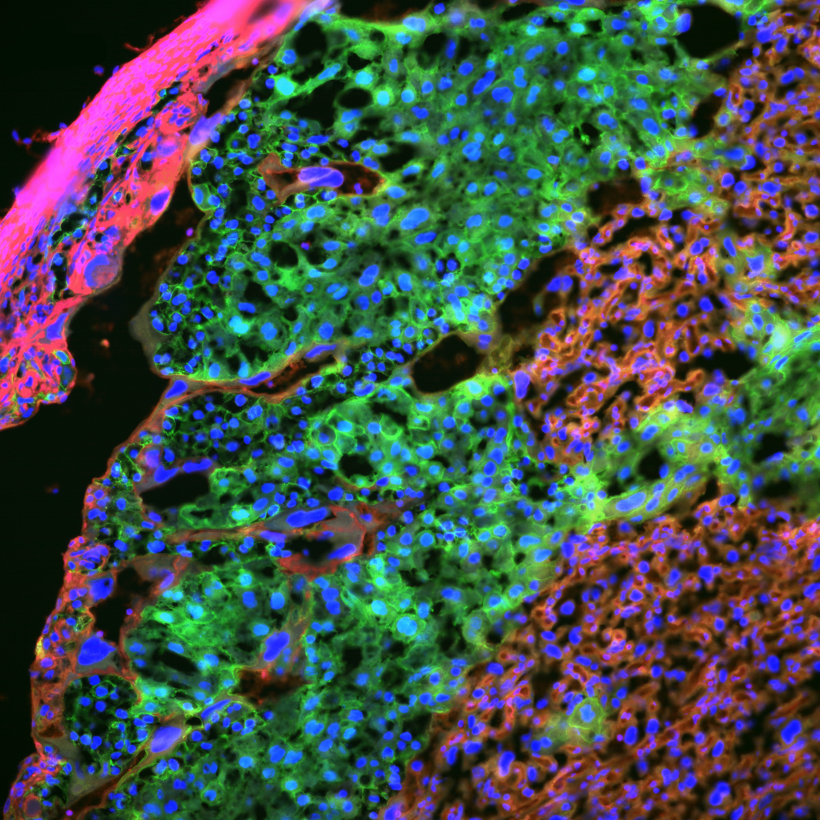 Cell Metabolism research paper photo