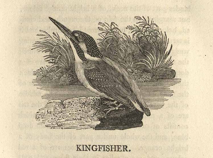 Engraving of a kingfisher