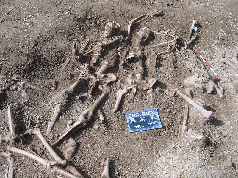 Massacred 10th century Vikings found in a mass grave at St John’s College, Oxford, were part of the study. Credit_ Thames Valley Archaeological Services