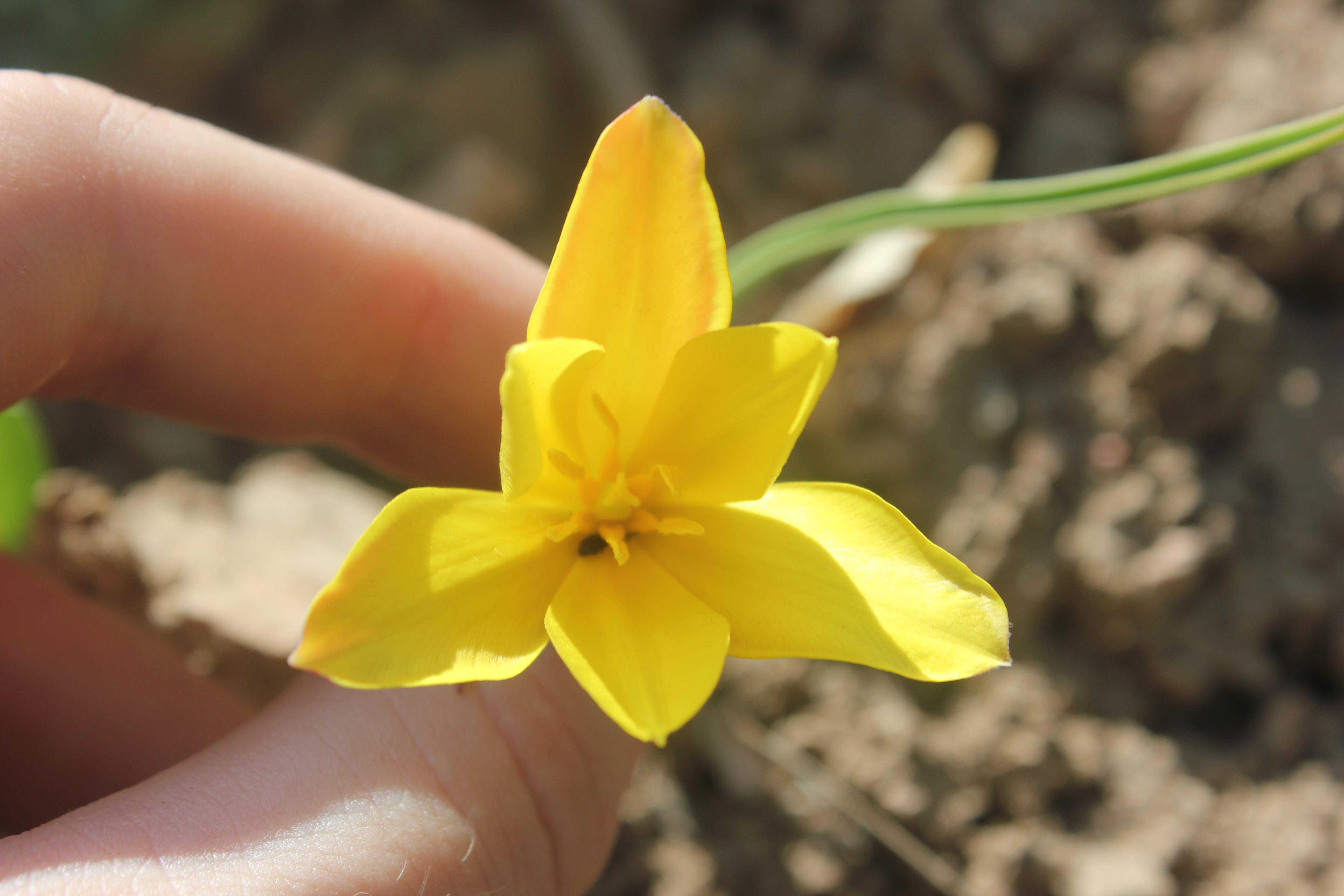 News species of tulip