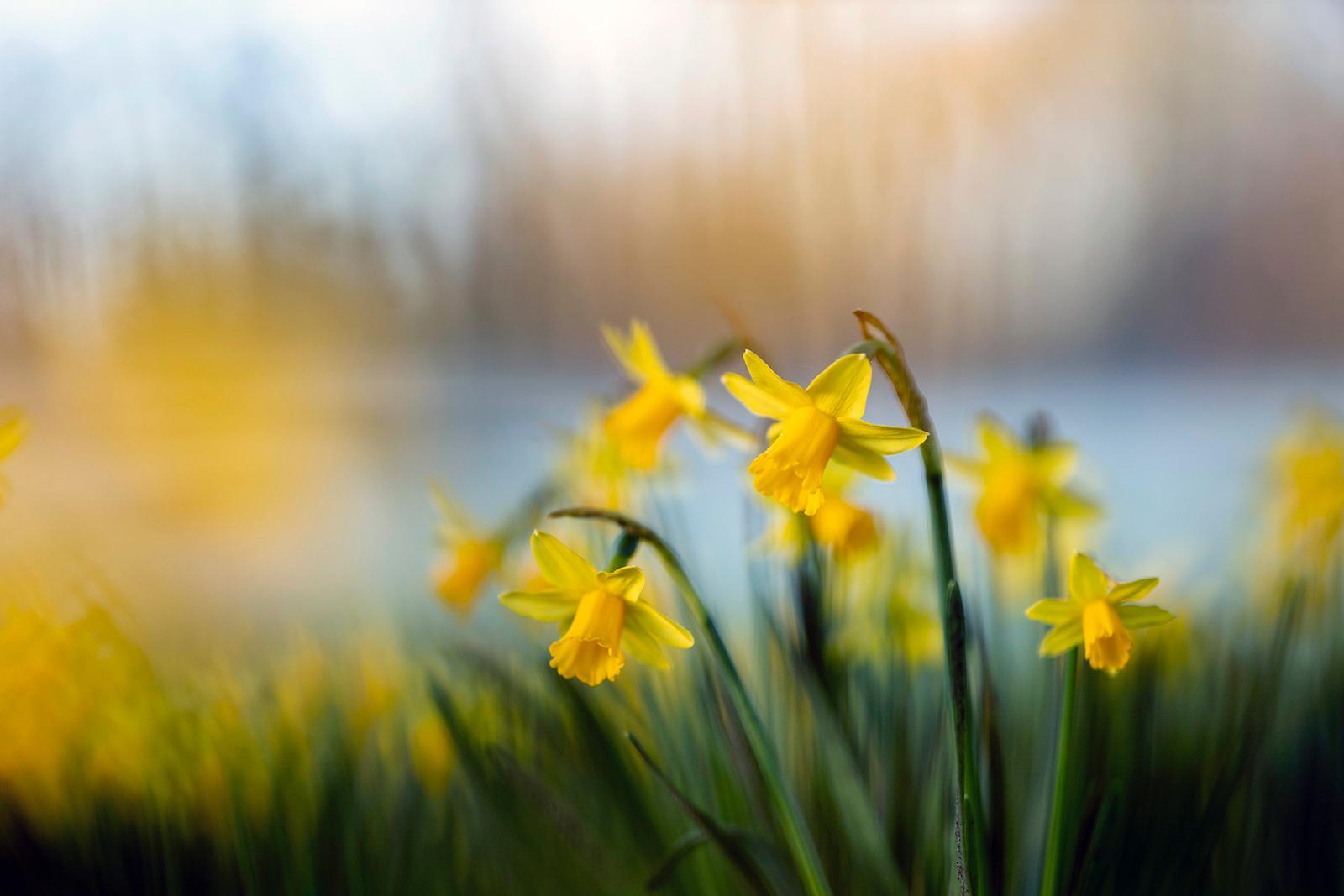 Daffodils photo by Oliver apprentice gardener