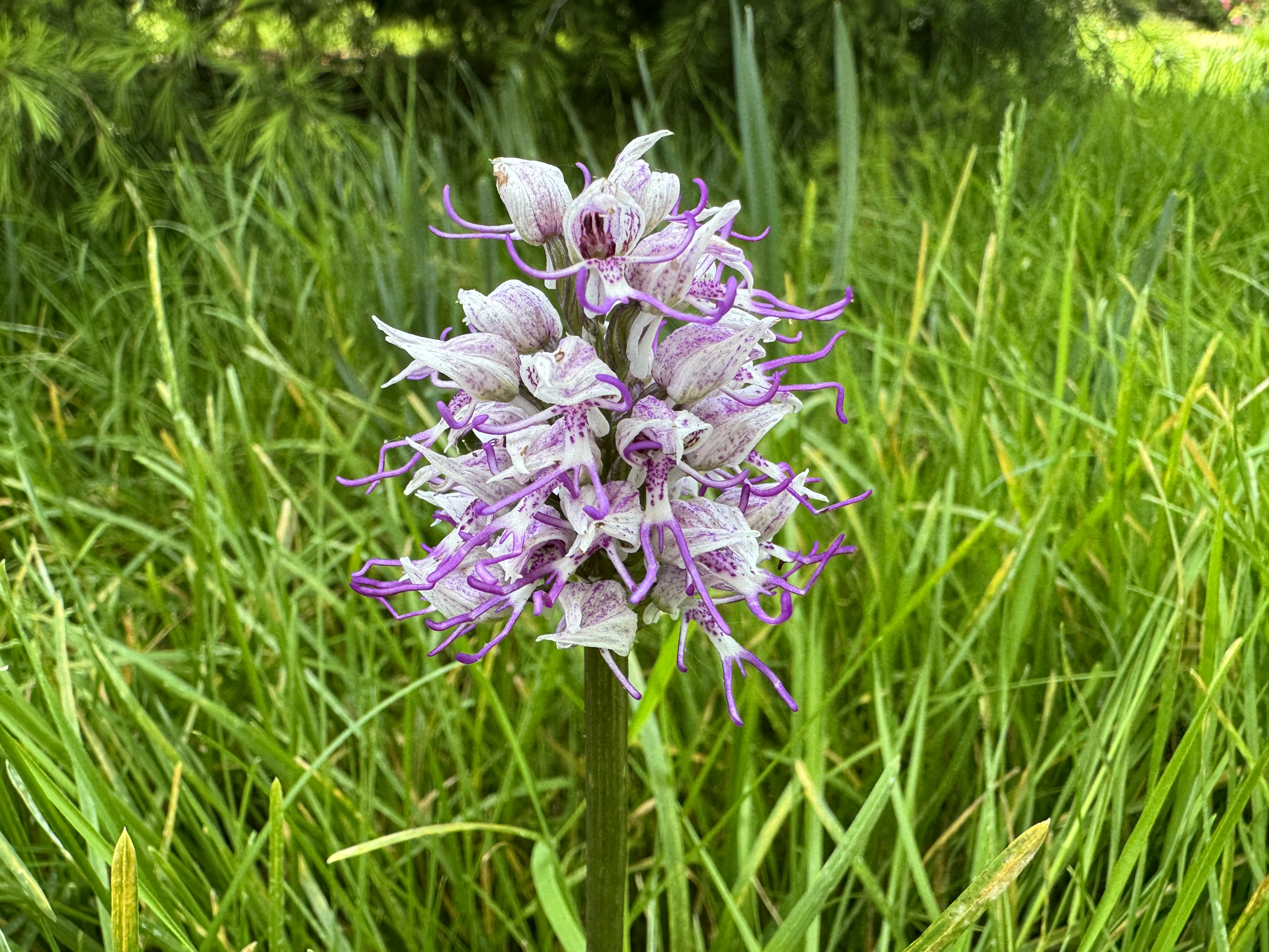 Naked Hanging Man or Monkey Orchid