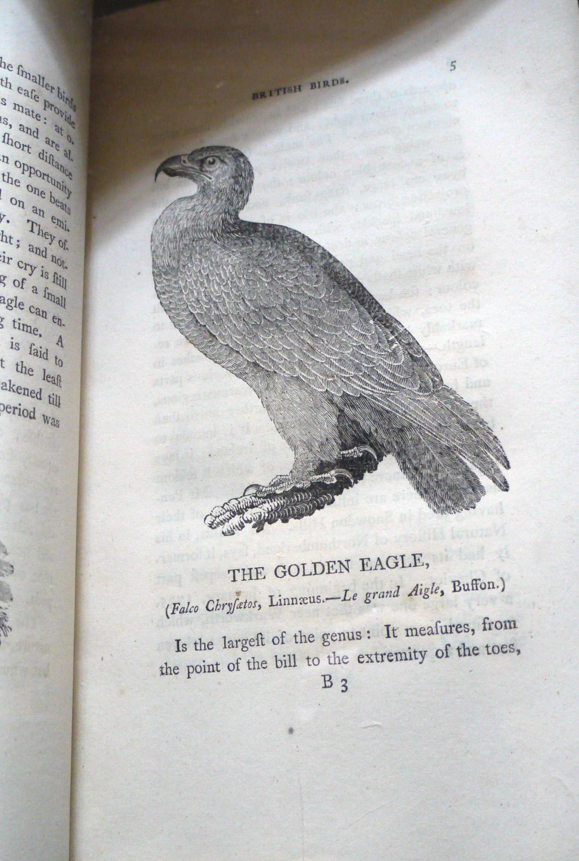 Bewick's golden eagle