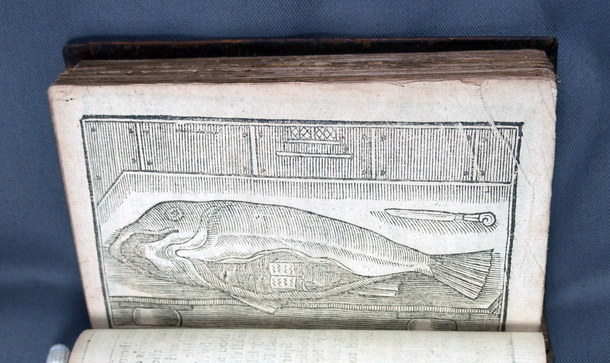 An illustration of a dead cod on a table, its belly slit open to reveal an open book, a knife nearby.