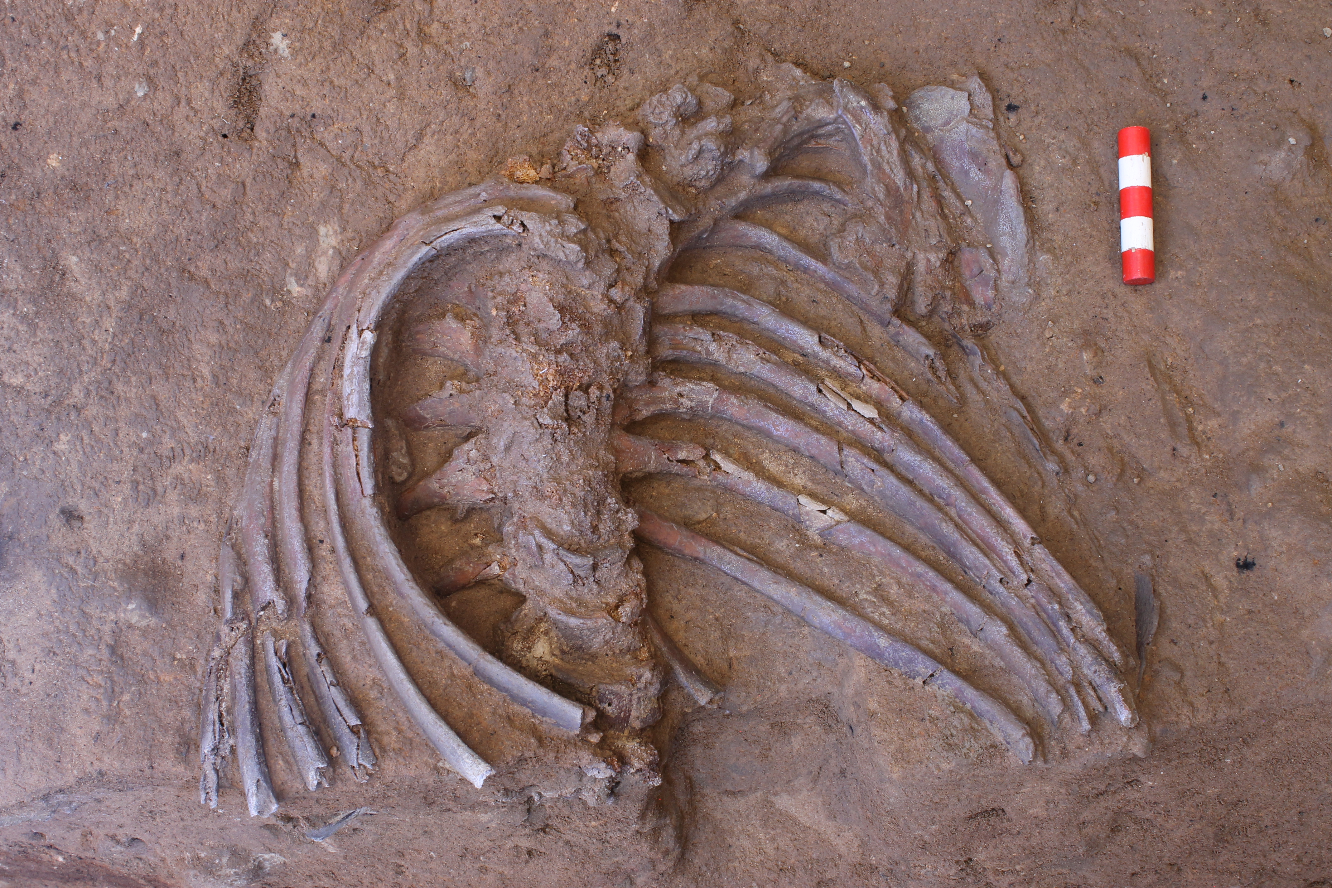 Neanderthal remains, Shanidar Cave