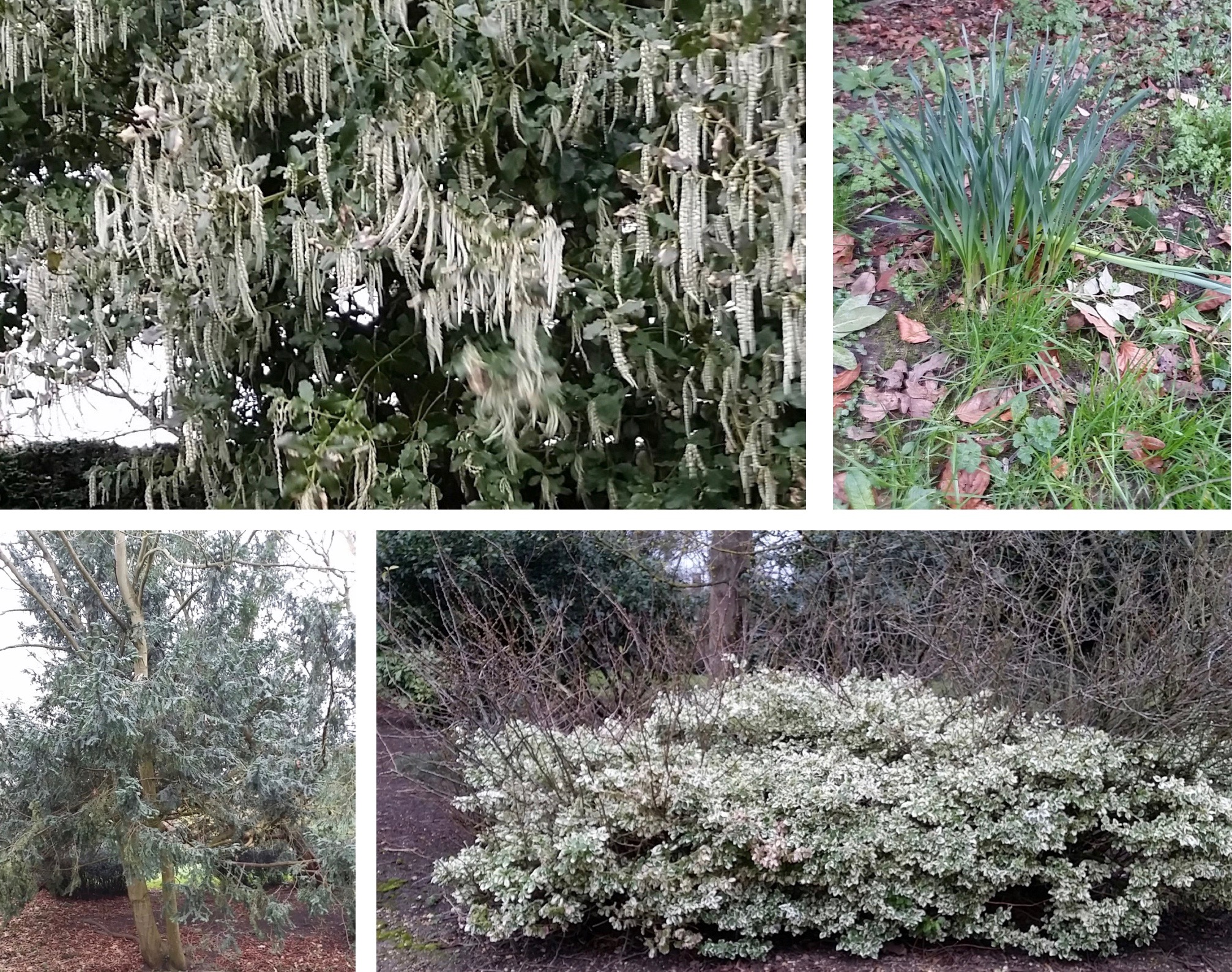 Plants from college gardens