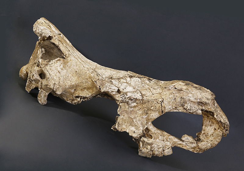 Stephanorhinus skull from Dmanisi