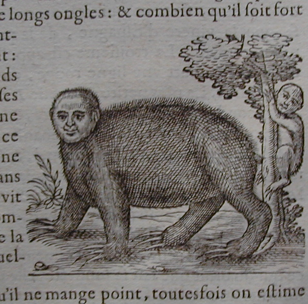 A woodcut of a sloth taken from an early printed book.