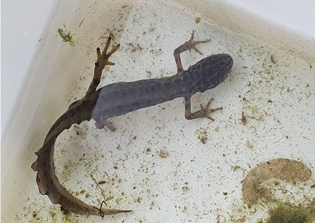 Smooth newt from pond dipping