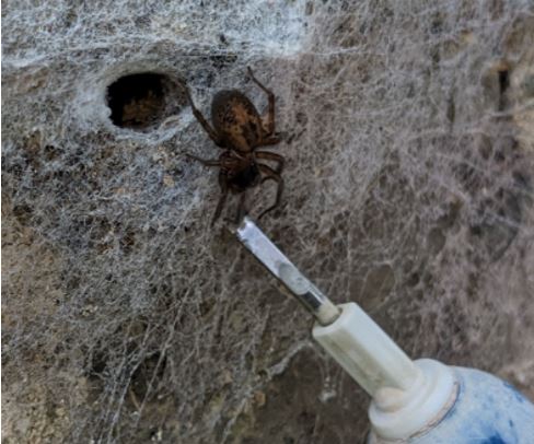 Spider and electric toothbrush