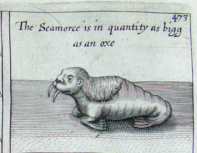A drawing of a walrus from Purchas his pilgrims.