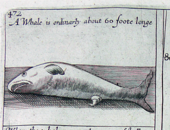 A drawing of a whale from Purchas his pilgrims.