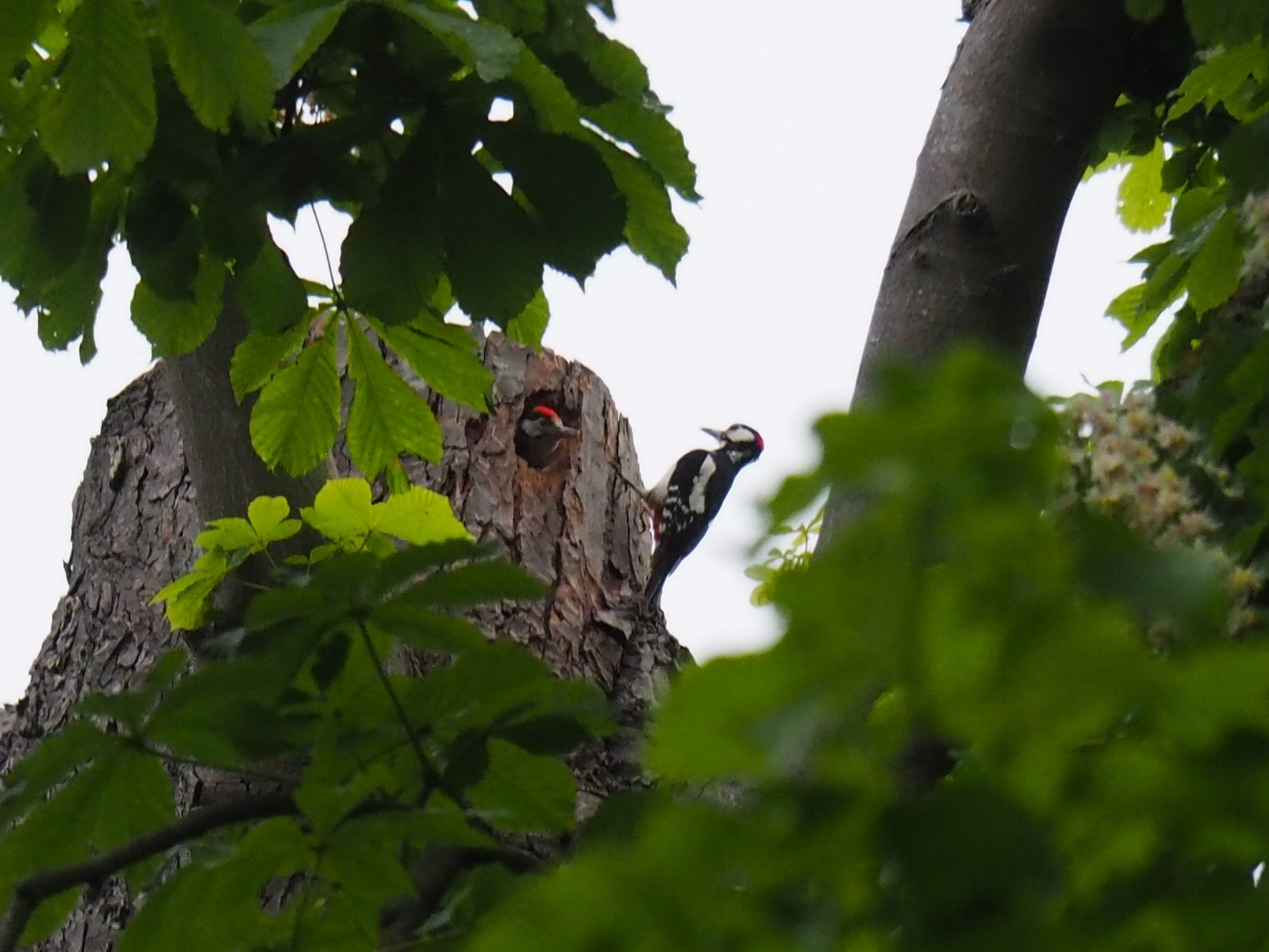 Photo of a woodpecker and chick by Dr Joana Meier