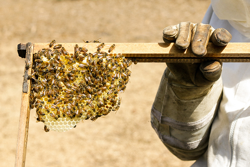 Bees on a honey comb