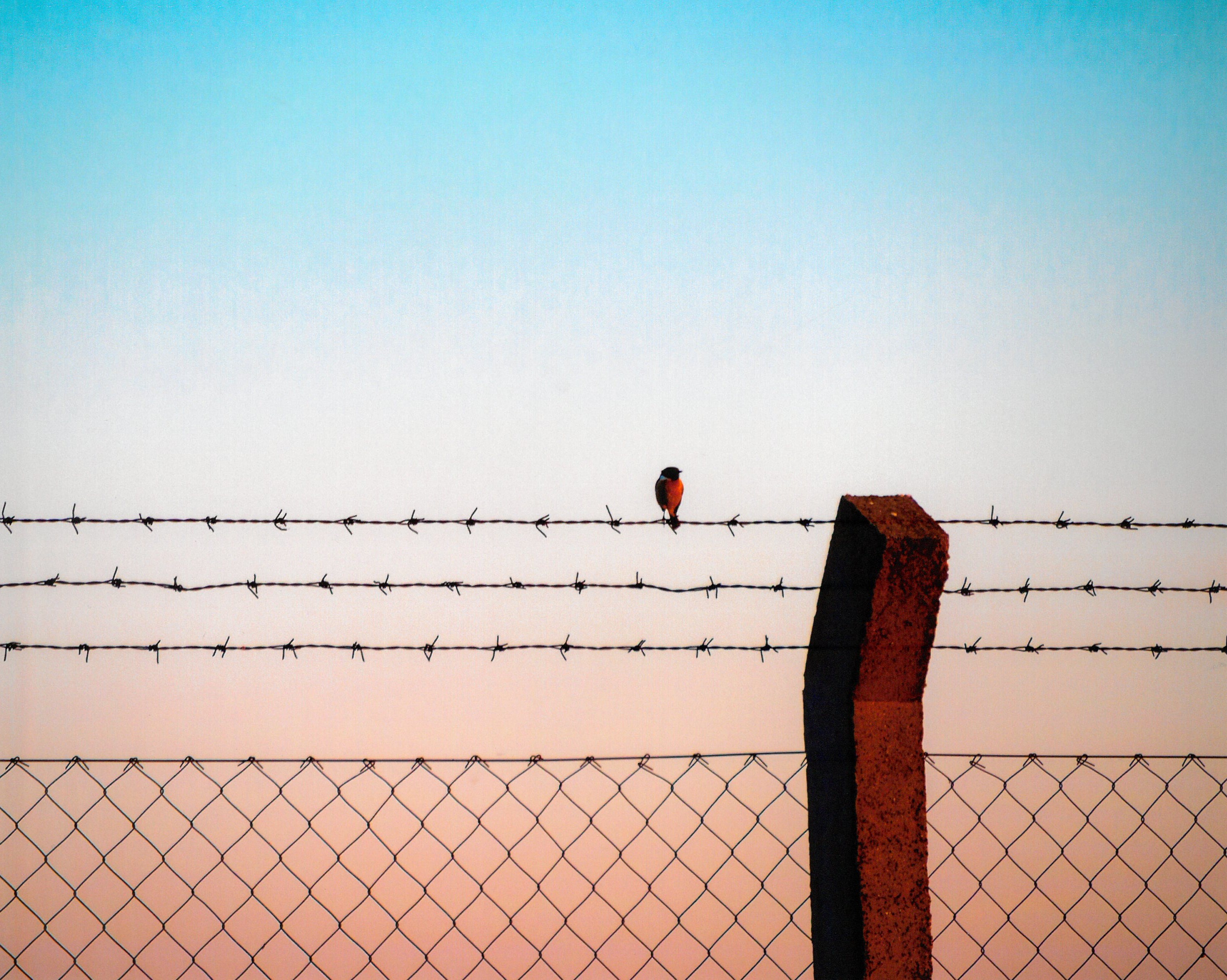 Bird on a wire