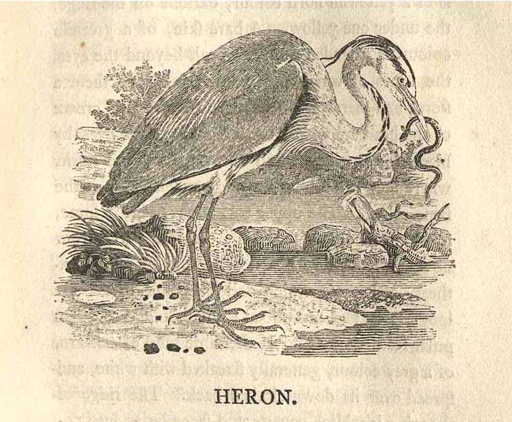 Engraving of a heron