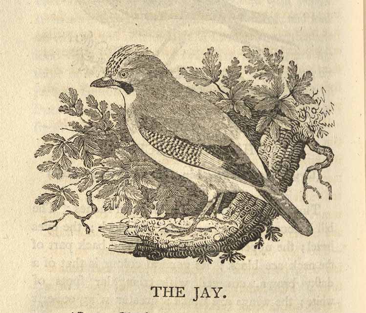 Engraving of a jay