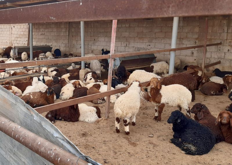 Mixed herd, collectively owned by Syrian refugees